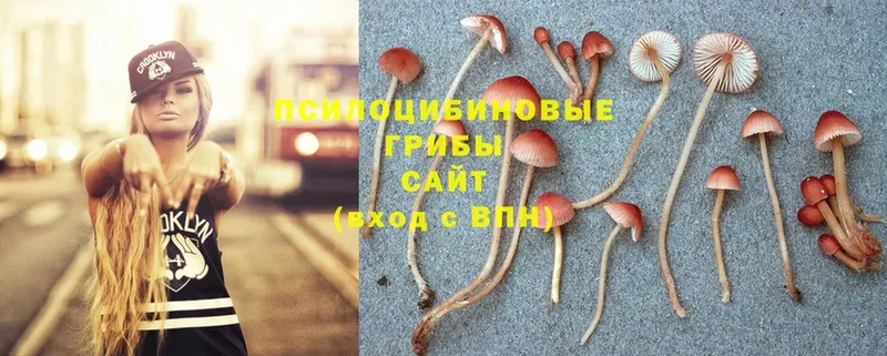 наркота  Карасук  Галлюциногенные грибы MAGIC MUSHROOMS 